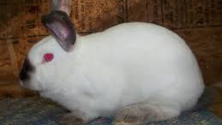 ABD'de yeni ölümcül salgın uyarısı: Tavşanlar arasında hızla yayılıyor