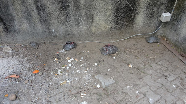 Antalya Alanya'da çok sayıda kaplumbağa taşla ezilerek öldürüldü