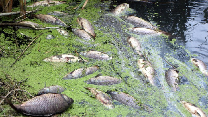 Bolu Göynük'te bulunan Çatak Baraj Göleti’nde toplu balık ölümleri!