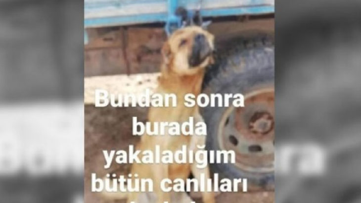 Erzincan'da römorka asılı köpek fotoğrafı paylaşan şahıs gözaltına alındı