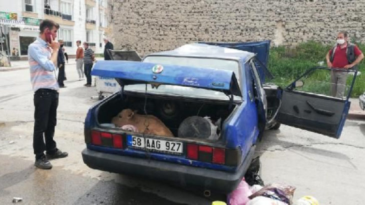 Sivas'ta kaza yapan otomobilin bagajından buzağı çıktı
