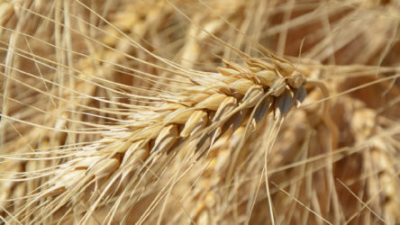 Ziraat Mühendisleri Odası: Buğdayda alım fiyatı maliyeti karşılamıyor