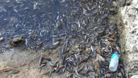 Küçükçekmece Gölü'ndeki balık ölümlerine ilişkin Bakanlıktan açıklama