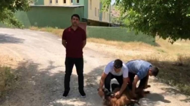 Kayyım görevden alındı, AKP'liler de kurban kesti