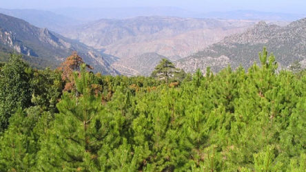 Eskişehir'de 200 bin ağacı yok edecek projeye karşı çağrı