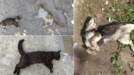 Edirne'de kedi ve köpek katliamı