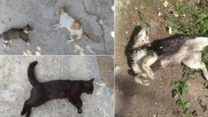 Edirne'de kedi ve köpek katliamı