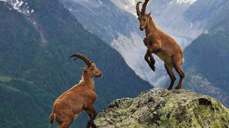Komünist Başkan Maçoğlu, dağ keçilerini korumak için ABD'li patronun karşısına çıkacak