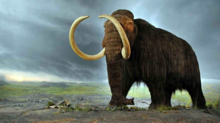 Sibirya'da çok iyi korunmuş tüylü mamut iskeleti bulundu