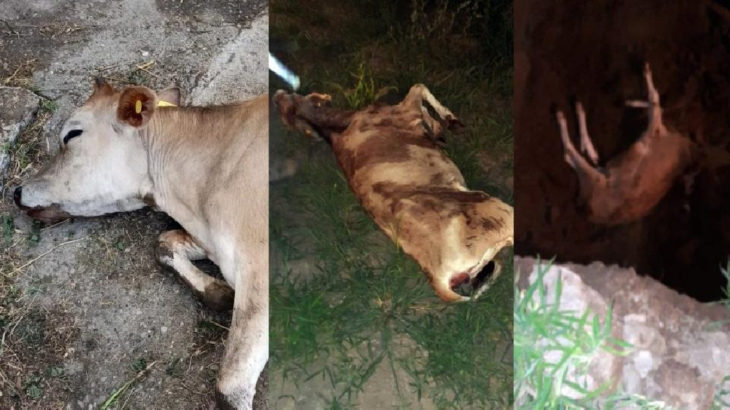 Sakarya'da büyükbaş hayvan ölümleri