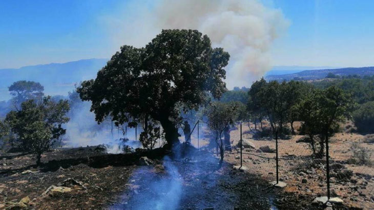 Çanakkale Ayvacık'ta orman yangını