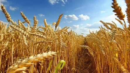 Buğdayın anavatanı olan Türkiye buğday ithalatında dünya birincisi oldu!