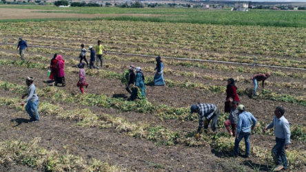 Düzce'de 95 mevsimlik tarım işçisi karantinada