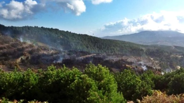 Bergama ve İvrindi'deki orman yangınında 100 hektar alan kül oldu