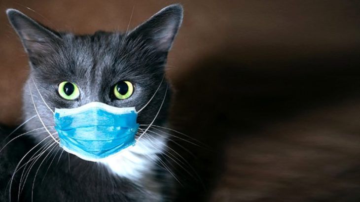 Yeni araştırma: Kediler koronavirüse yakalanıyor