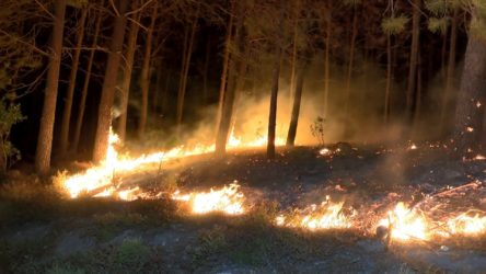 Pendik'te orman yangını: Lodos nedeniyle alevler kısa sürede büyüdü