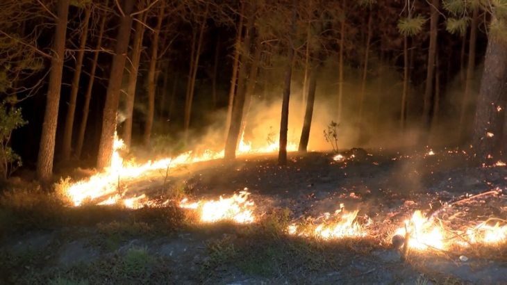 Pendik'te orman yangını: Lodos nedeniyle alevler kısa sürede büyüdü