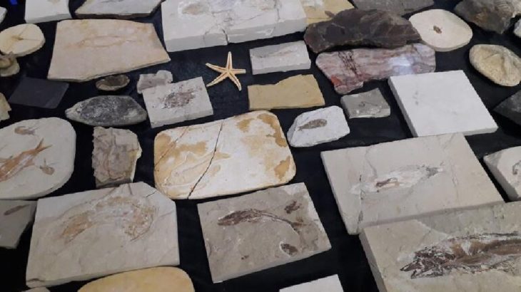 Oktar'ın fosilleri müzeye gönderildi