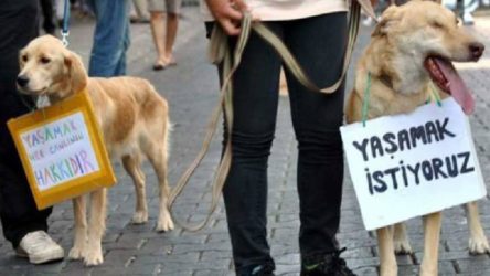 CHP'den Meclis'e hayvan hakları için 4 farklı yasa teklifi