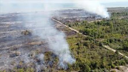 Kızılırmak Delta'sındaki Kuş Cenneti yakılmış