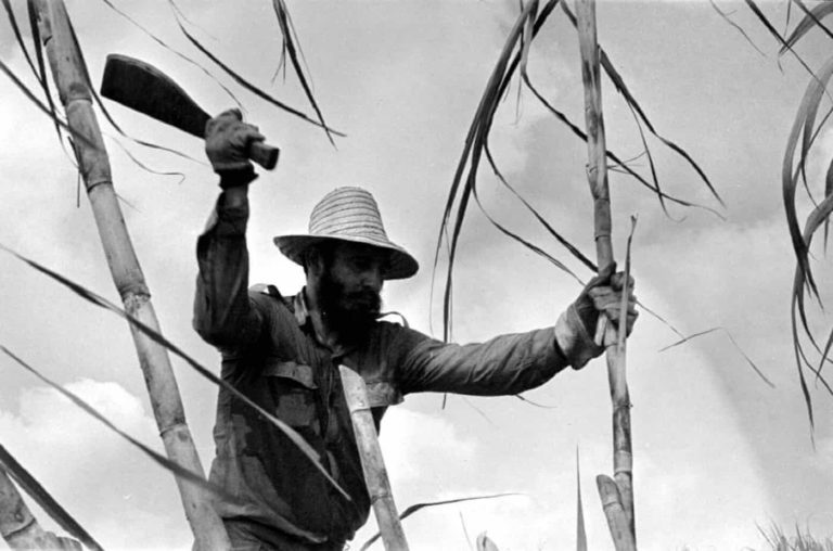 Fidel, şeker kamışı keserken. 1970