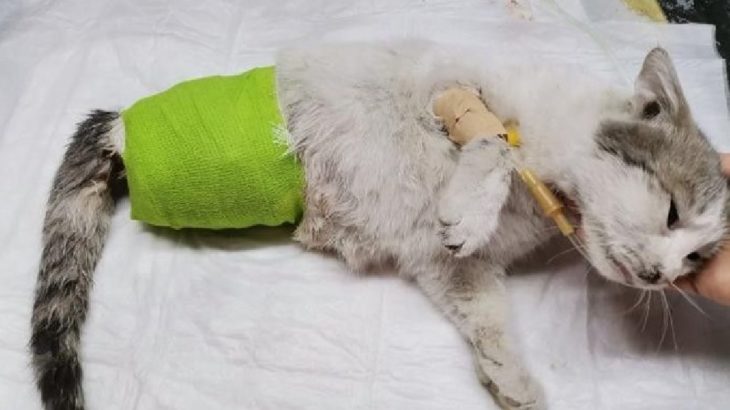 Diyarbakır’da patileri kesilmiş halde bulunan kedi kurtarılamadı