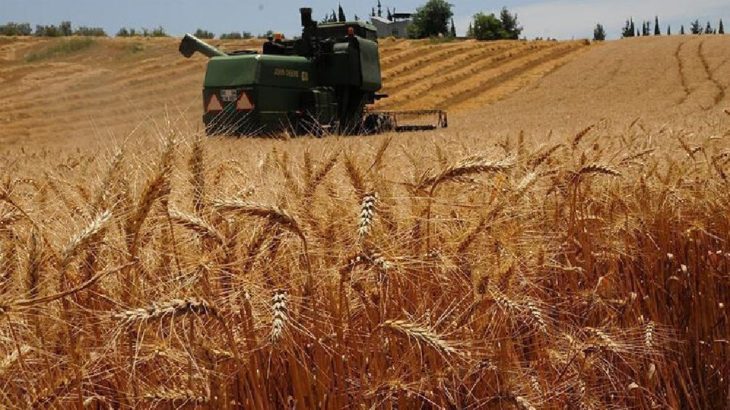 Türkiye buğday ithalatında dünyada ilk sıraya yerleşti