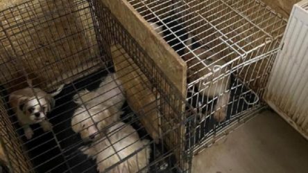 Ankara'da bir bodrum katında ses telleri alınmış 68 köpek bulundu