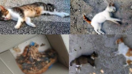 13 sokak hayvanı zehirlenerek öldürüldü