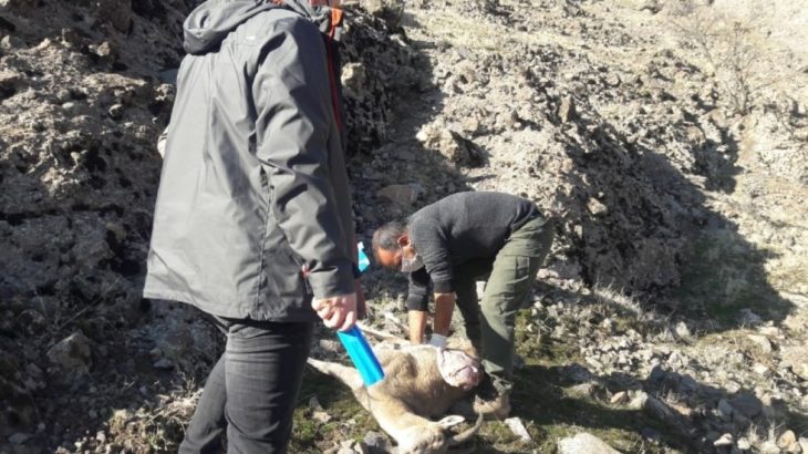 Koruma altındaki 7 yaban keçisi ölü bulundu