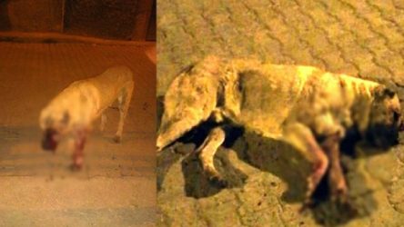 Mersin'de sokak köpeğinin gözlerini oyup öldüresiye dövdüler