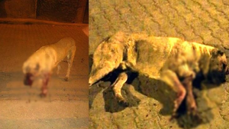 Mersin'de sokak köpeğinin gözlerini oyup öldüresiye dövdüler