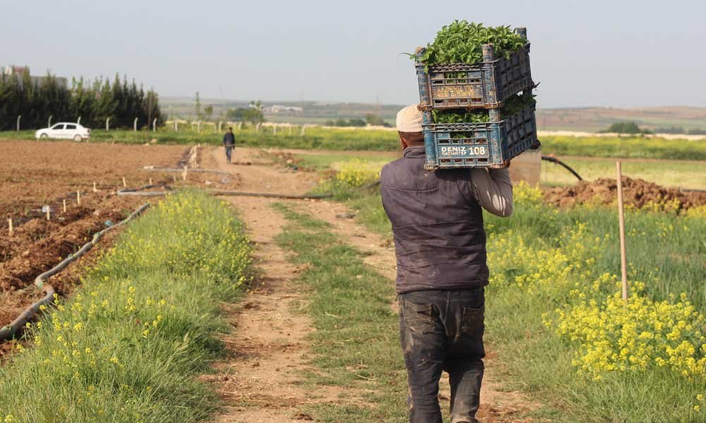 Çiftçi isyan etti: 30 kuruşa sattığımız mahsul marketlerde 3 buçuk lira