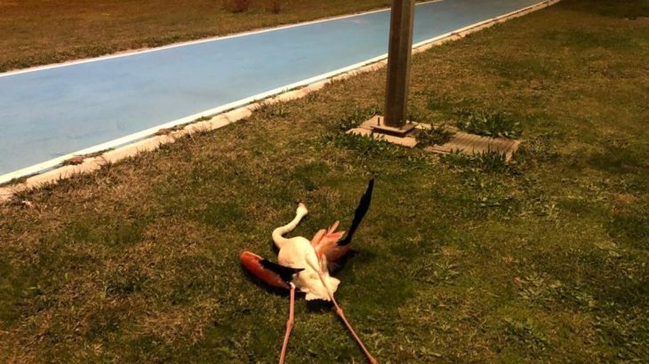İzmir Bayraklı sahilinde cansız halde bulunan flamingoların ölüm nedeni araştırılıyor