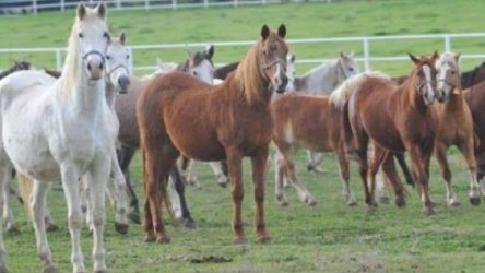 'Kayıp atlar' olayında Ülkü Ocakları iddiası