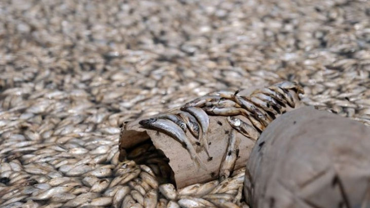 Memleketten manzaralar: Binlerce balık oksijensizlikten öldü