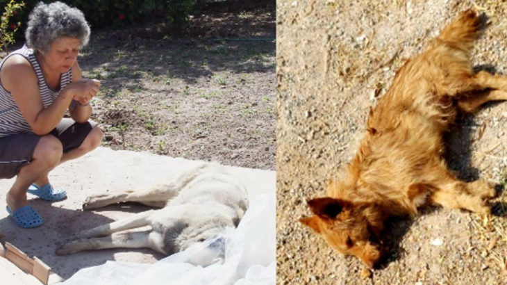 Muğla Bodrum’da zehirli kıyma ile köpekleri öldürdüler