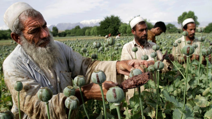 Afganistan'da ABD işgali sırasında haşhaş tarlalarının sayısı 100 kat arttı