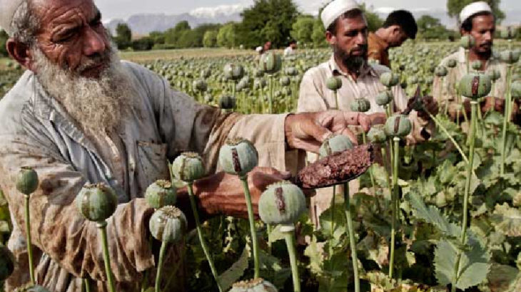 Taliban, Afganistan'daki 'afyon' üretimini durdurdu mu? Afganistan'da uyuşturucu üretim 'vergisi'