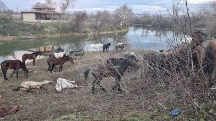 Nehir kenarında onlarca at: Kesilmekten son anda kurtuldular