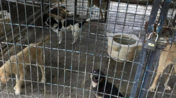 AKP'li belediye yüzlerce köpeği barınaklarda öldürdü iddiası