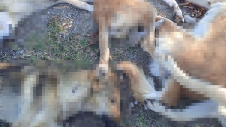Ormanda zehirlenerek ölmüş köpekler bulundu