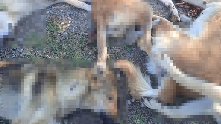Ormanda zehirlenerek ölmüş köpekler bulundu