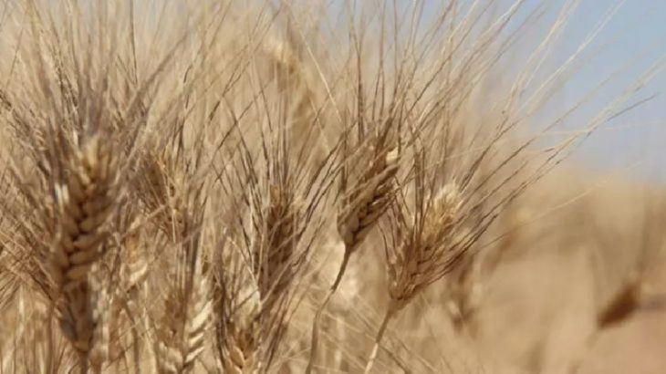 Rusya, tahıl anlaşmasına dönmek için şartlarını açıkladı