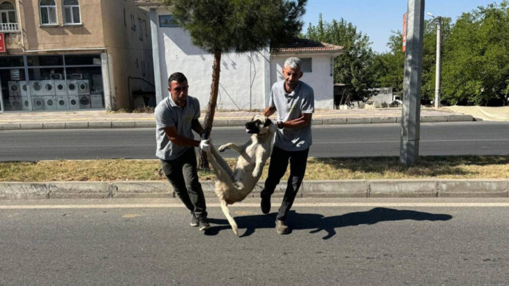 Silvan Belediyesi’nden tepki çeken ‘başıboş köpek’ paylaşımı